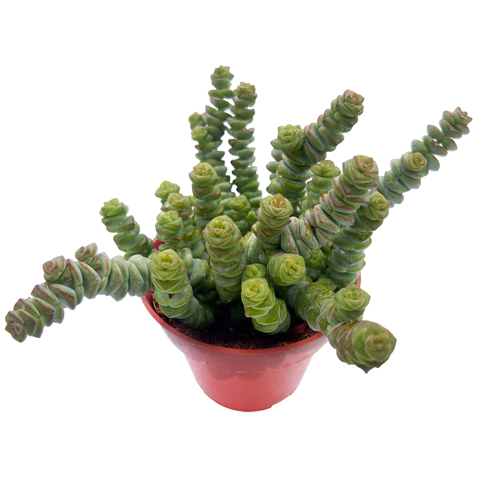 Sprout N Green String of Buttons