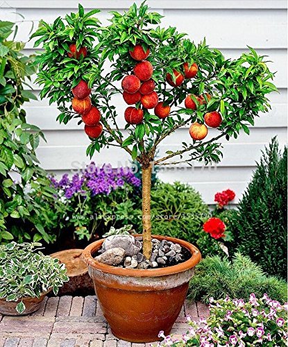 Peach Adoo Fruit Mini Tree 5 Seeds Pack