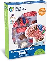 Vista 3 de Modelo de cerebro Learning Resources