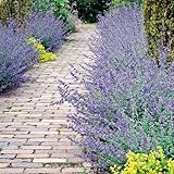 Direct Gardening Walker's Low Catmint Nepeta Dormant Bare Root Flowering Pernenial Starter Plant