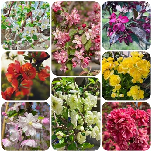 begonien malus spectabilis blumenbeet, exotische winterhart blumenwiese, wohnzimmer deko 25samen
