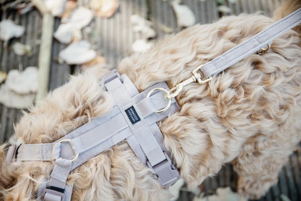 Correa para Perros Kentucky Velvet 200 cm