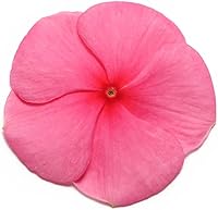 Vista 4 de Semillas de jardín de flores de Vinca - Serie Pacifica XP - Naranja - 1000 Semillas - Semillas Anuales de Jardinería de Flores