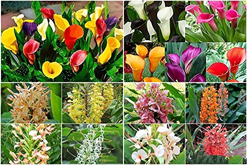 FernsFly� IMP. Calla Lily Multi Mix Flower Bulbs + Ginger Lily Multi Mix Flower Bulbs Combo Aromatic Flower Bulbs Pack Home Outdoor Gardening Flowers (1 Set of - 2 Calla Lily + 2 Ginger Lily) (B09366TKJR) Amazon Price History, Amazon Price Tracker