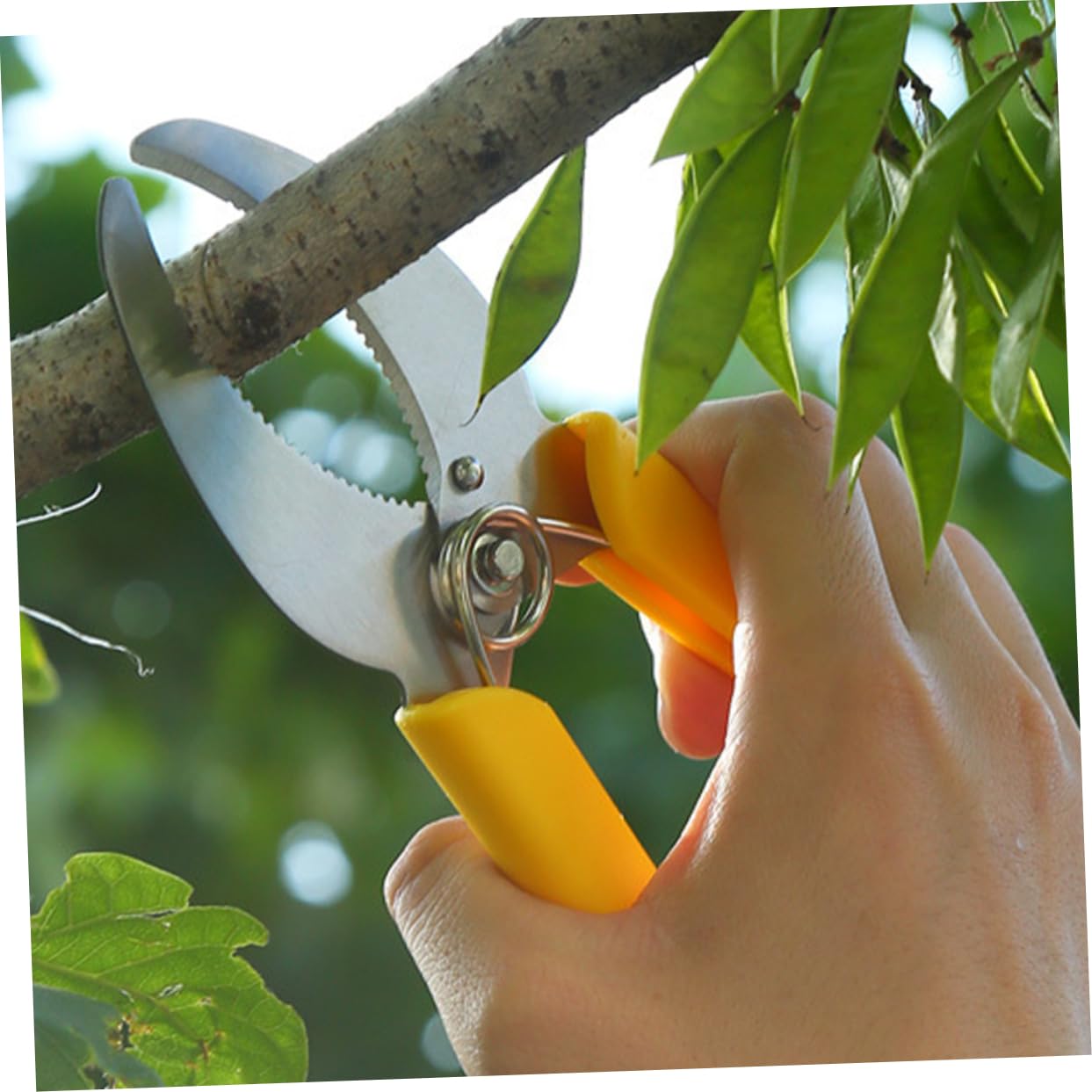Abaodam 3 Ensembles Cisailles À Ceinturer Outil De Plantation De Fruits Outils À Main Du Jardin Outil De Jardinage À Main Outils À Main Le Jardinage Acier Inoxydable 2 Pièces * 3