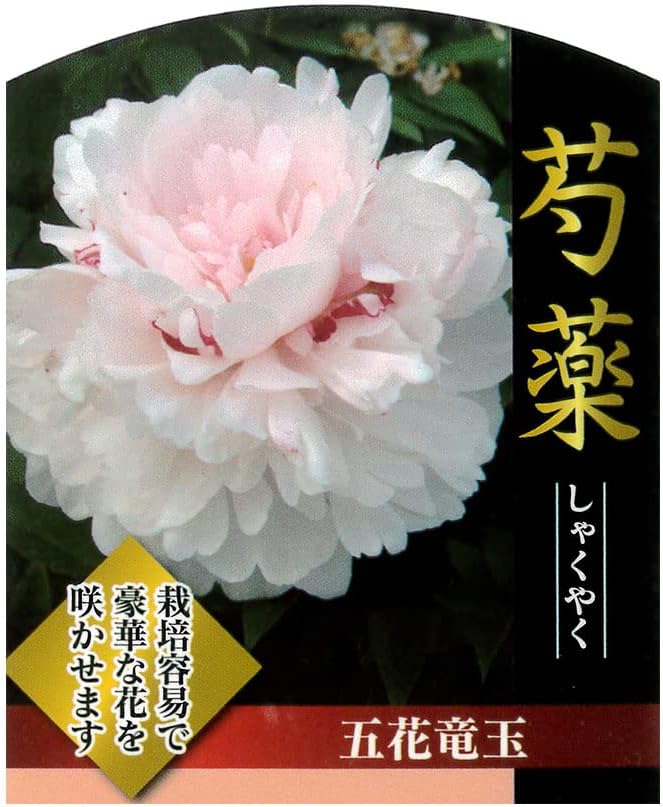 芍薬 4号ポット苗 Cafe Du Jardin Com