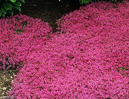 Graines De Thym Serpolet Rampant - 1000 Graines Vivaces | Plante Aromatique Couvre-sol, Mellifère | Pour Massif, Rocaille, Pot - 6