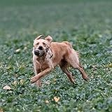 Firedog Dummy mit echtem Kaninchenfell - Robustes Wild-Apportel mit 250g Gewicht (auch für Welpen geeignet)