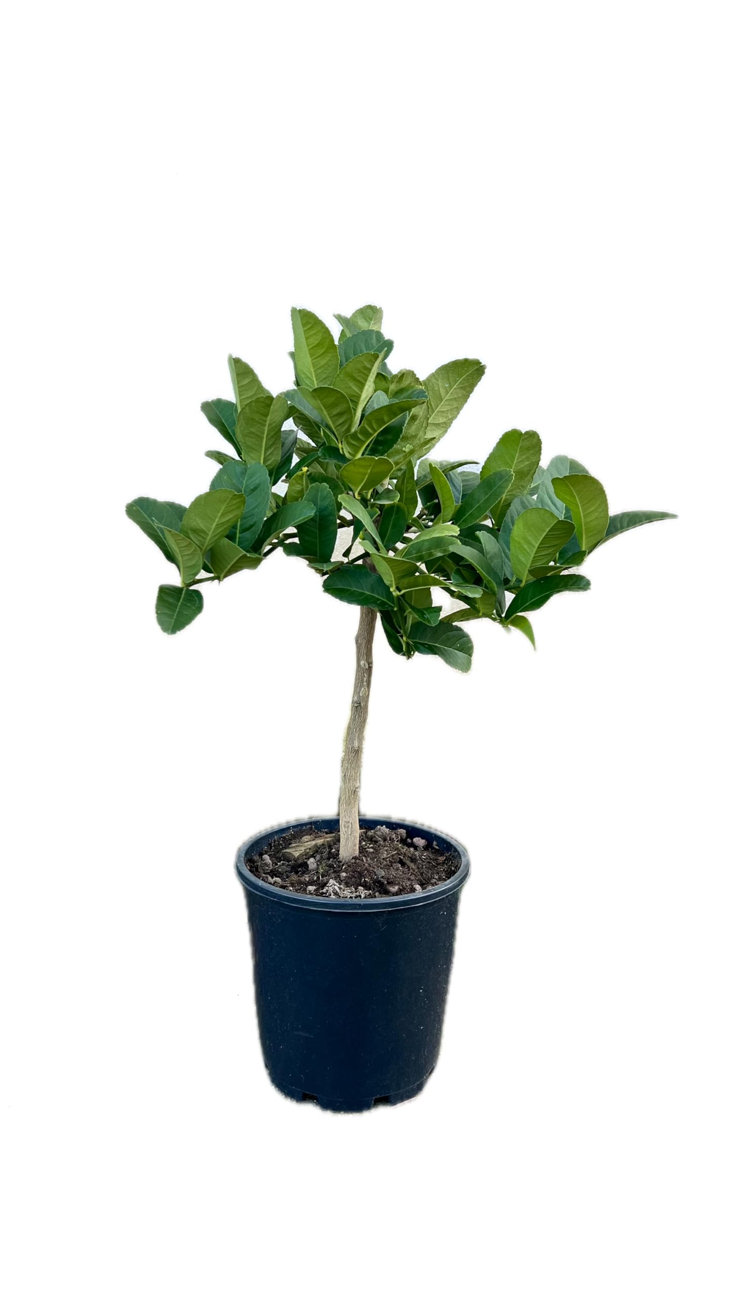 Cedro Mano di Buddha in Vaso Ø20 cm – Agrume Esotico e Ornamentale – Prodotto in Sicilia dal Vivaio uJardinu – Pianta da Esterno e Terrazzo