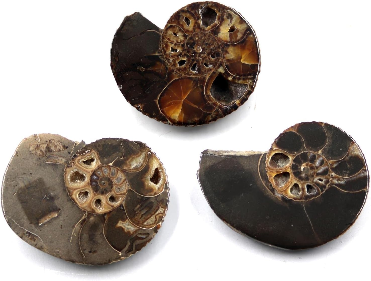 Ammonite Hoploscaphites Lot of 3 Fossil Montana 100 MYO w/Label #17546