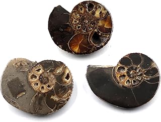 Ammonite Hoploscaphites Lot of 3 Fossil Montana 100 MYO w/Label #17546