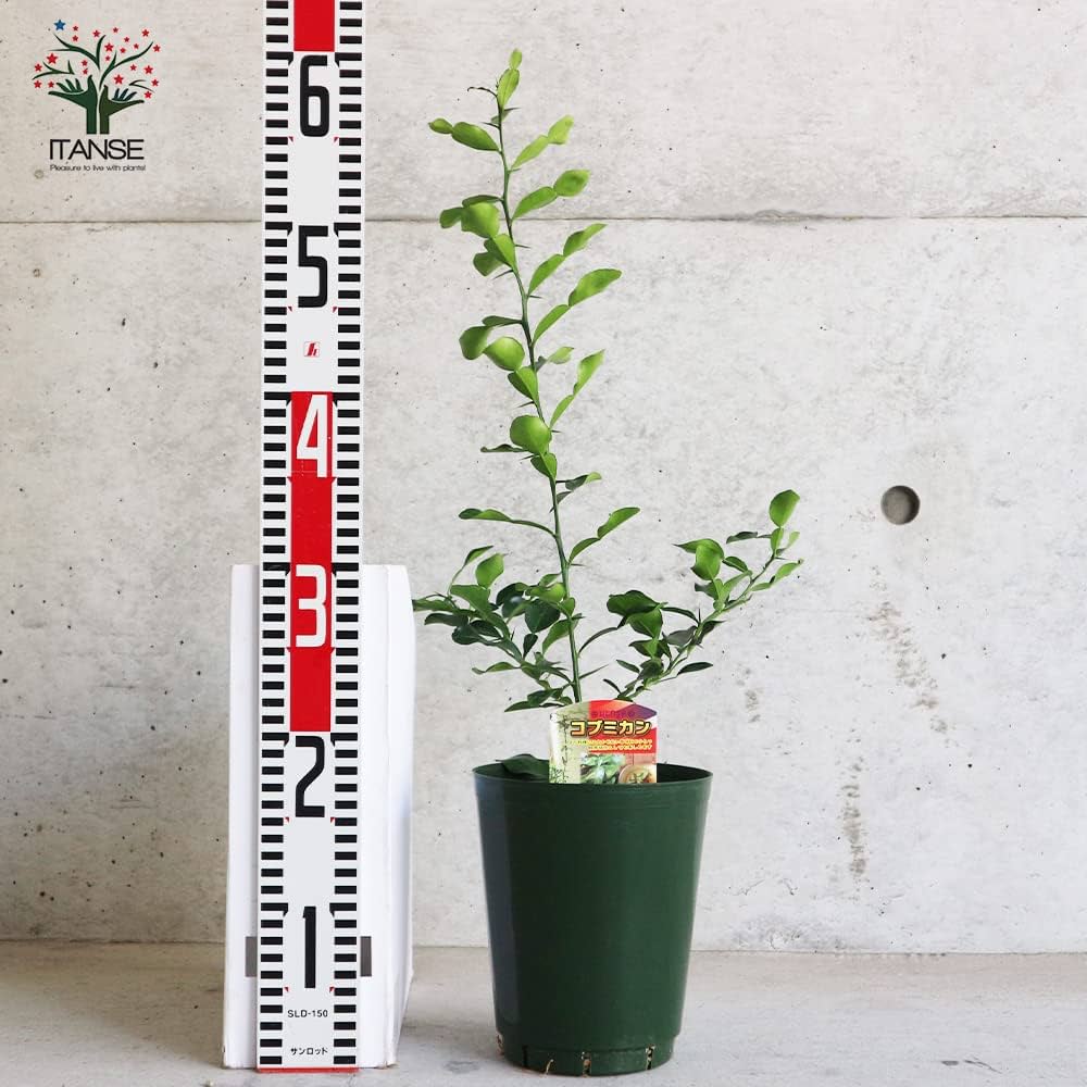 コブミカンの接木苗 コブミカンの苗木 【果樹の苗木 6号ポット大苗 Mサイズ 挿し木苗／1個