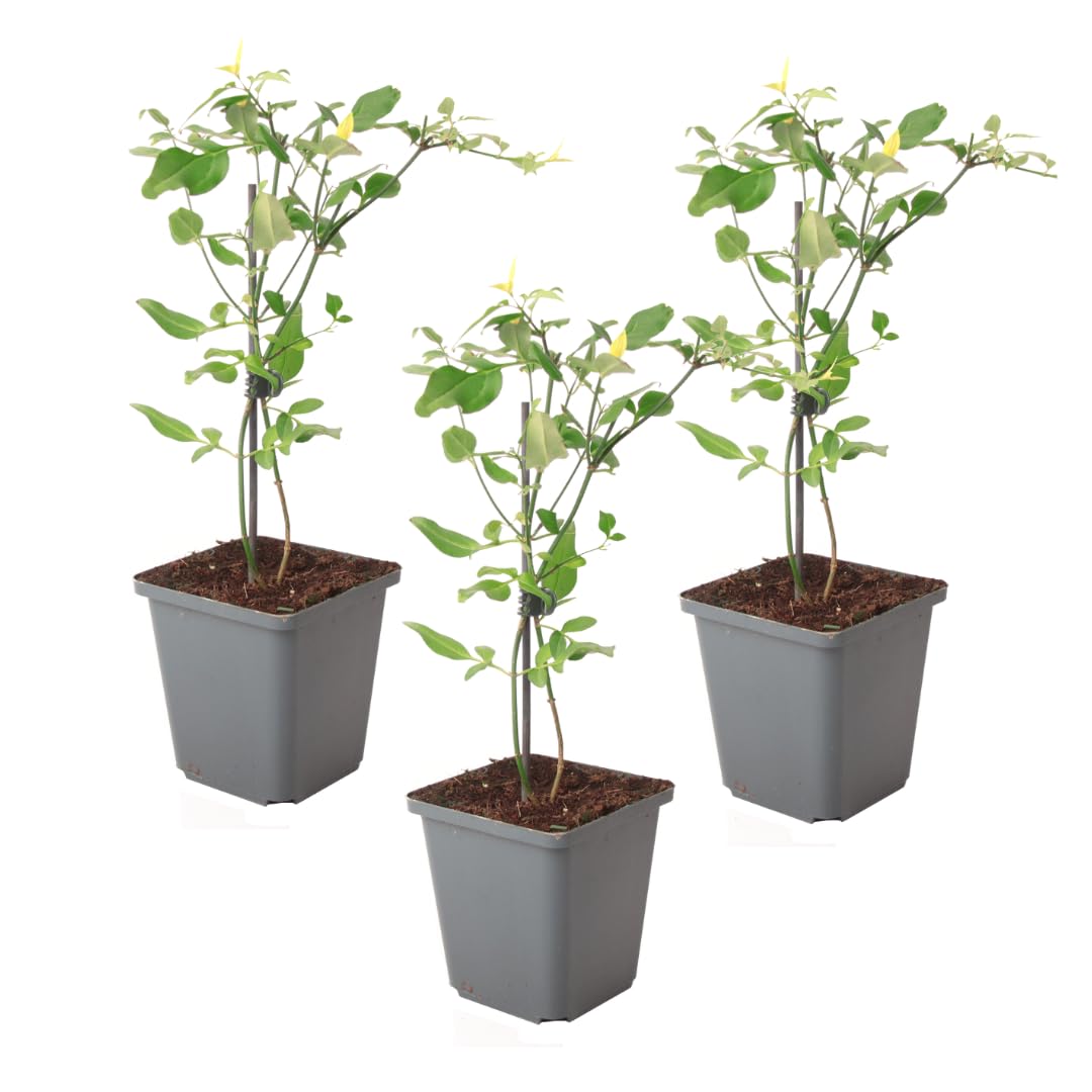 Plant in a Box - Jasmin 'Summer Scent' - 3er-Set - Jasminum x stephanense -  Rosa - Topf 9 cm - Hhe 25-40 cm : Amazon.de: Garten