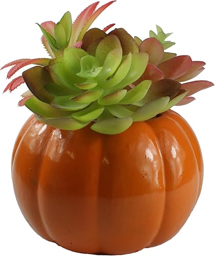 Suculenta falsa de otoño