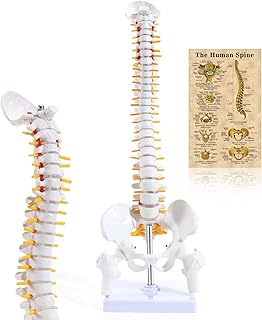 ASINTOD Spine Anatomy Model, Medical Human Spine Model with Explanation Drawings Life Size 15.5'', Anatomical Human Spine Model with Stand for Dispay, Teaching, Studing, Rehearsal ect