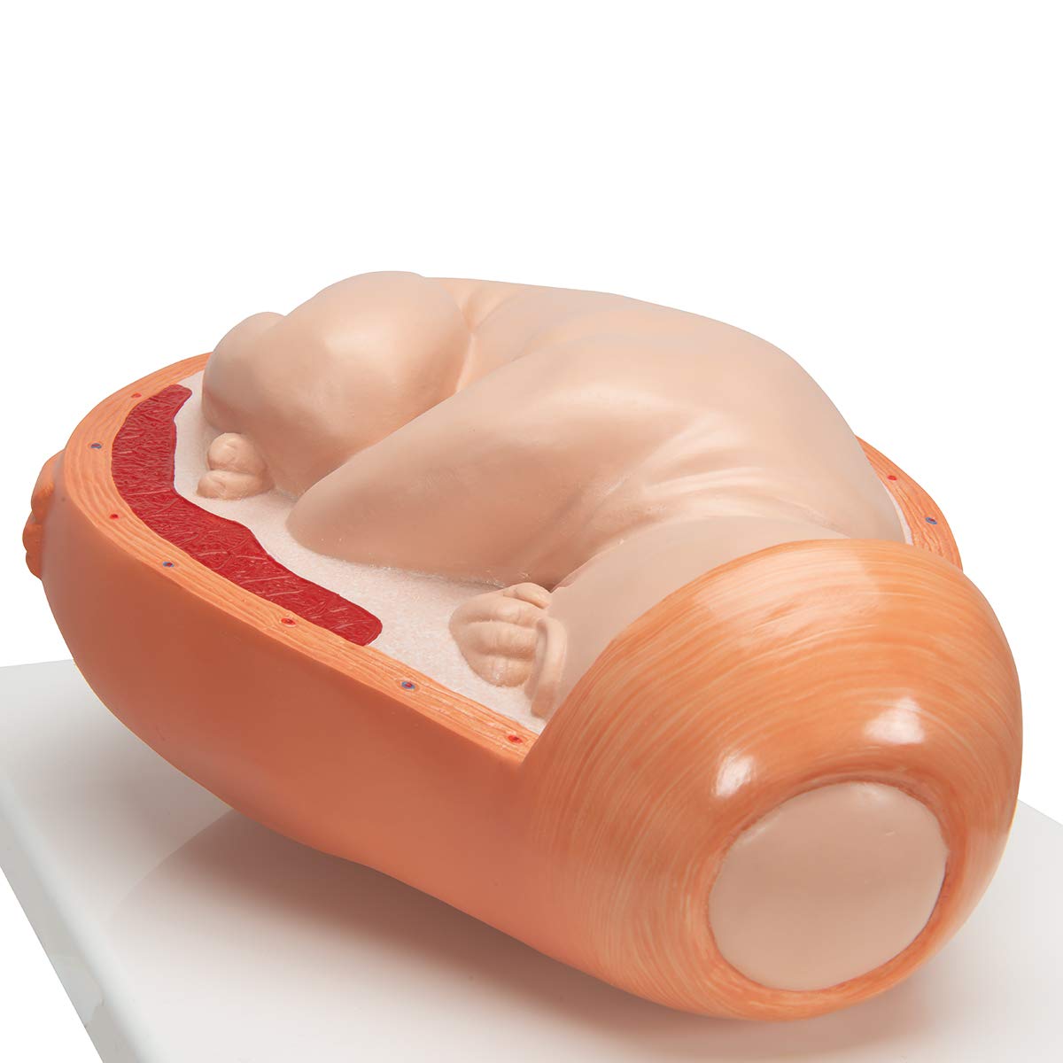 3B Scientific VG392 5-Stage Birth Process Model - 3B Smart Anatomy