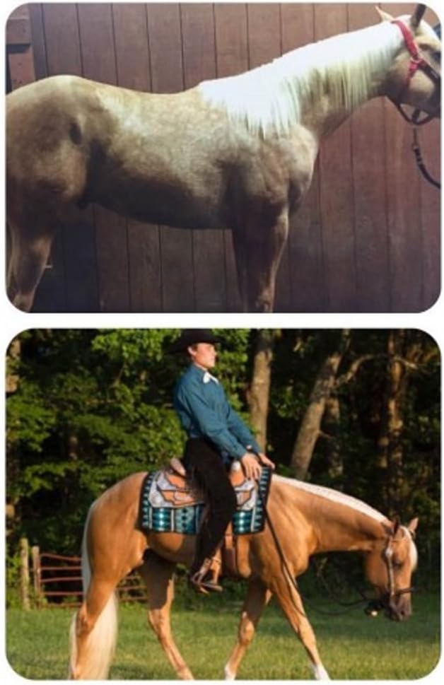 GOLD-AS-SUN Horse Coat Enhancing Supplement for Palominos and Buckskins 7 Pound : Pet Supplies