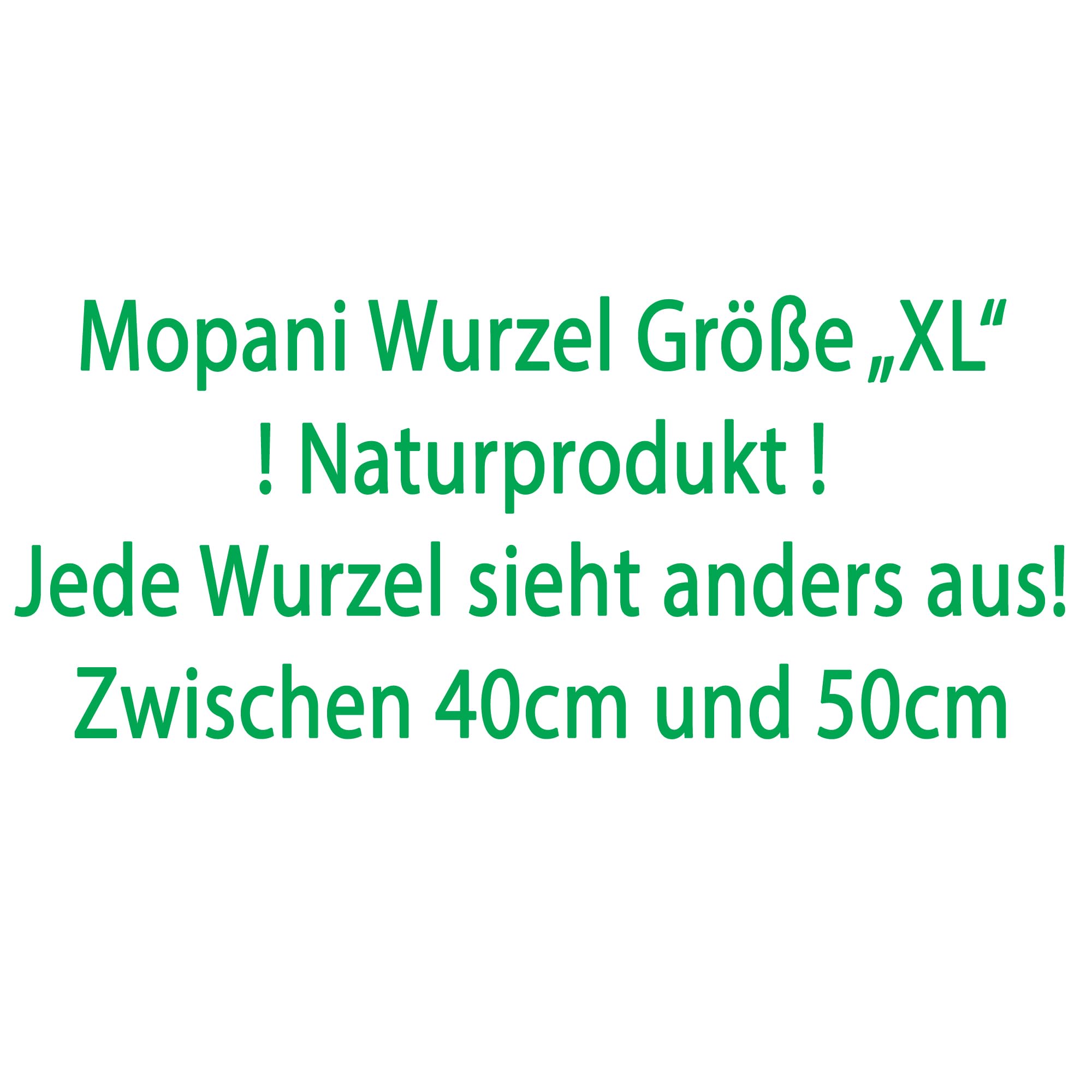 Mopani radice XL // radice in vero legno decorazione per acquario, gamberetti, pesci d'acquario Hard Scape 40 cm - 50 cm (Mangrove Savanna) Aquascaping