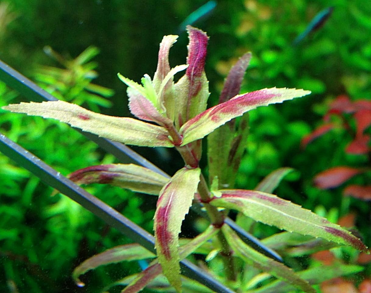 K2AQUA Limnophila sp Belem 5 Stems Rare Live Aquarium Plants Fine Feathered Green Leaves Midground CO2 Recommended for Freshwater Tropical Tank