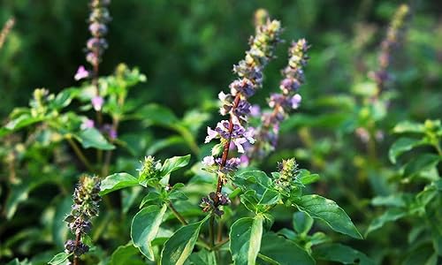 Miniatura 3 de Semillas de albahaca ornamental interior Tulsi árbol para plantar sin OMG