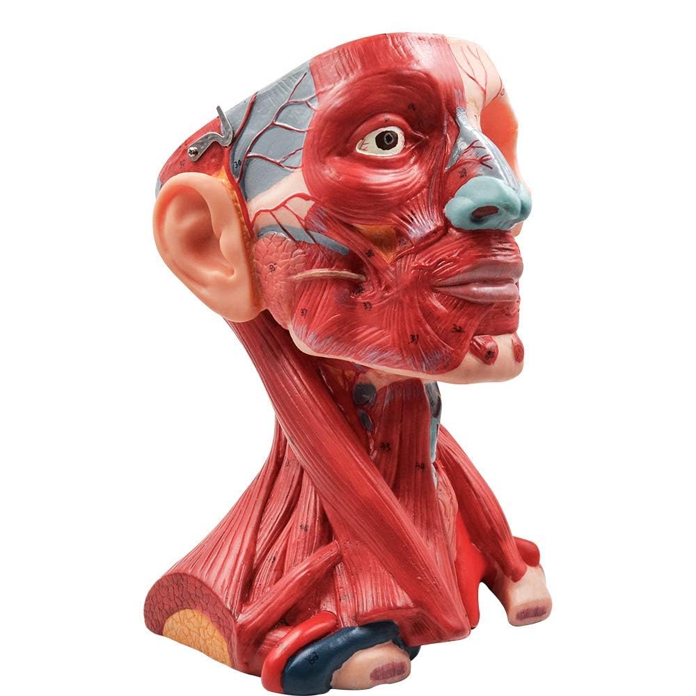Anatomiczne modele naturalnej wielkości, ludzka czaszka, mózg, mięśnie szyi, układ naczyniowy, narzędzia do nauczania medycznego, zasoby edukacyjne dla anatomii i nauk o zdrowiu