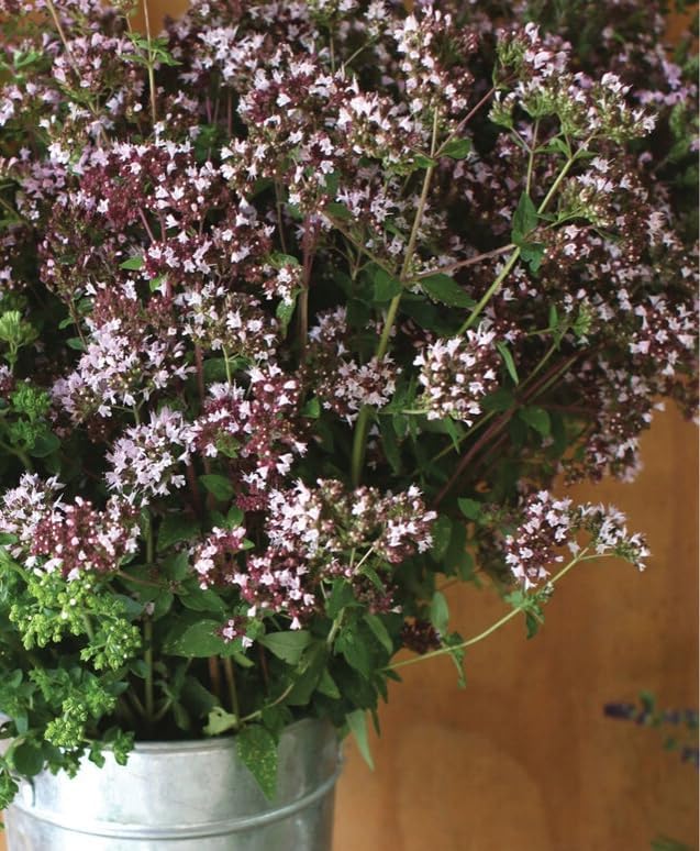 Más de 100 semillas de mejorana silvestre