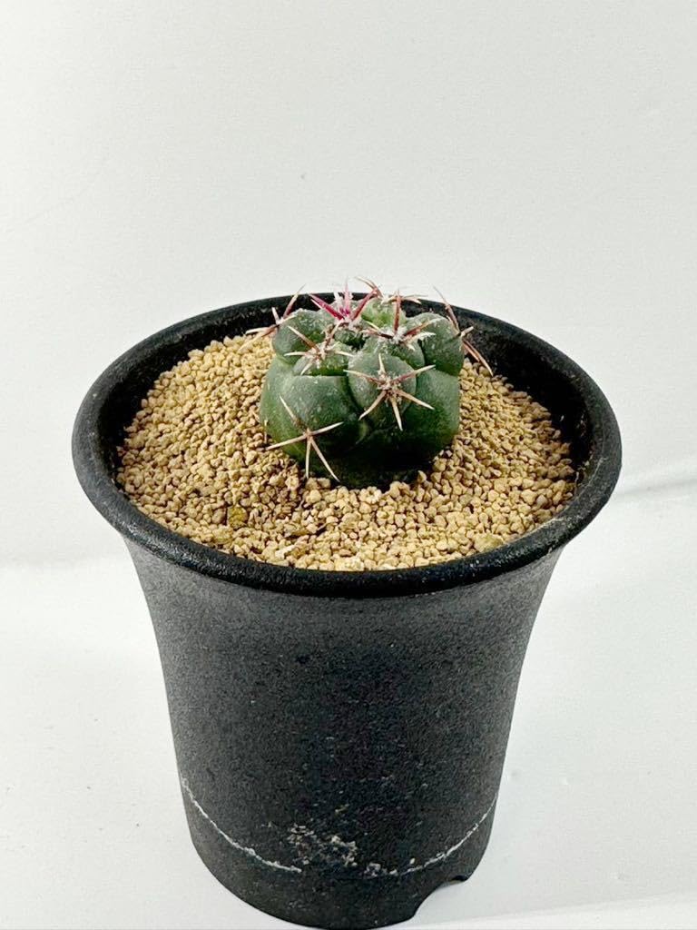 Amazon.co.jp: Thelocactus lloydii テロカクタス ロイディー 武者影 