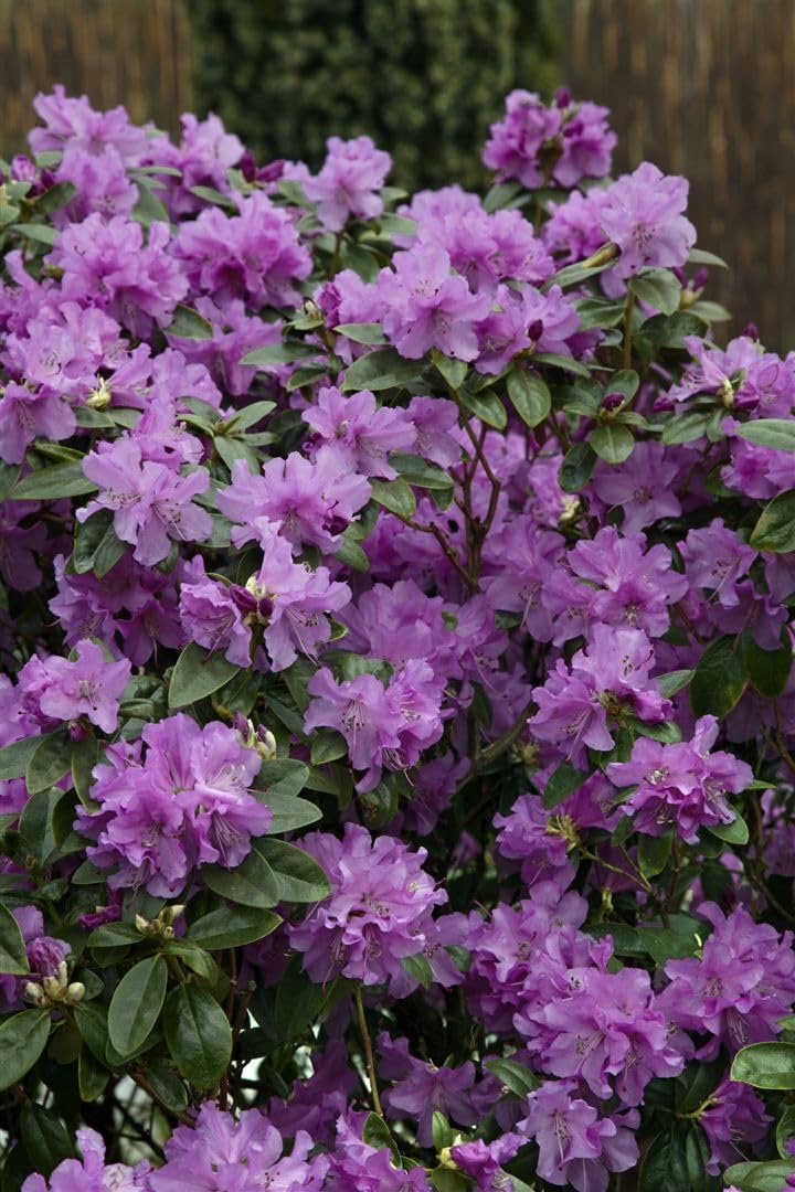 Rhododendron 'Praecox' 2025 cm  Winterhart, Mehrjhrig, Pflegeleicht   Alpenrose  Zierstrauch fr Garten & Kbel : Amazon.de: Garten