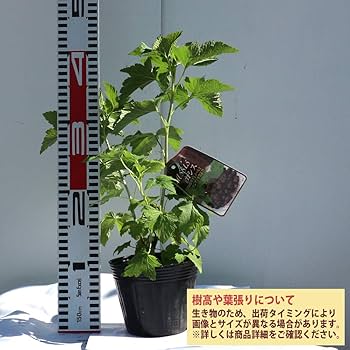 ④カシス　苗木10個　ブラックカーラント　黒房すぐり スグリ：カシス/ブラックカーラント/黒房スグリ | nae-ya