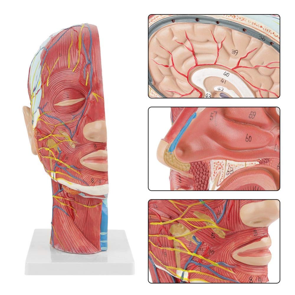 Anatomisches Kopfmodell Medizinische Lebensgröße Anatomischer Halbkopf und Gesicht Mittelteil des Gehirnhalses Studentenmodell für Schule, Krankenhaus, Physiotherapie
