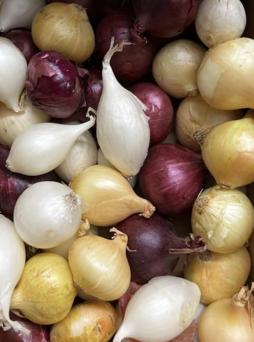 Kejora Fresh Boiler Onion Mix Color (White, Gold and Red) 3 Lbs