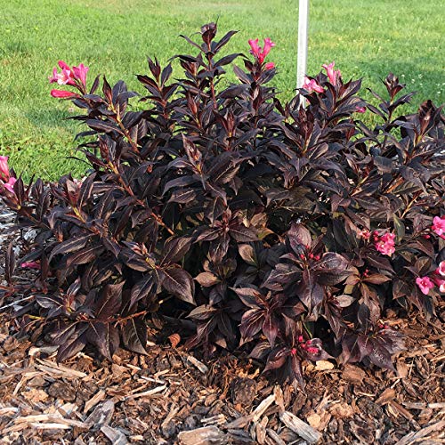 Bloomin' Easy® Weigela Stunner™ 4" Potted Rocketliners® Set Of 3 Plants By Van Zyverden #TOP27