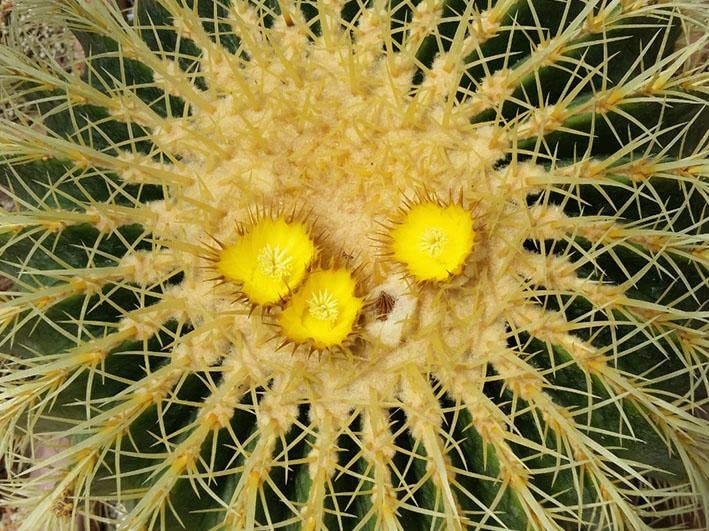 Geosism & Nature Echinocactus grusonii 20 cm, Cactus, Plante succulente