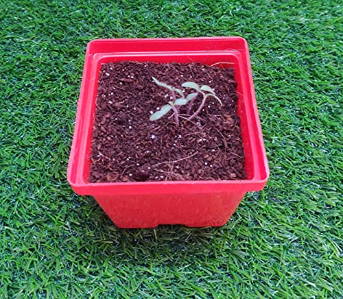 Image of Giftonetree Seasonal Vegetable Grow Kit - 6 DIY Kit + 6 Gift Bags - Best Return Gift For Kids Birthday Party (Seasonal Vegetable Kit, 6, count)