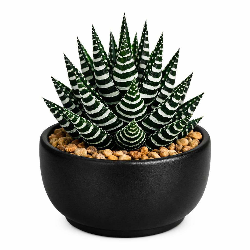 Live Haworthia Zebra Succulent | Decorative Indoor Plant with Pot | Easy Care Houseplant for Home, Office & Table Decor-image-47