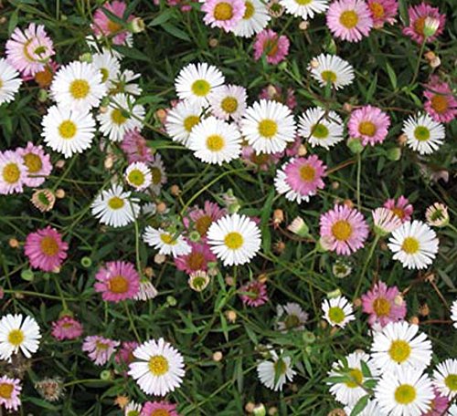 Erigeron 'Karvinskianus' 15cm Pot Size