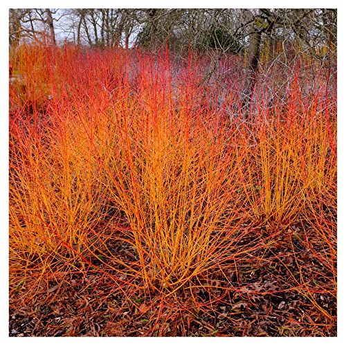 Image of 'Midwinter Fire' Dogwood/Cornus sanguinea in 9cm Pot 3fatpigs®