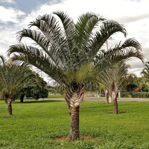 Genérico, Muda de Palmeira Triangular 20 a 40cm AMK - Plantas Online