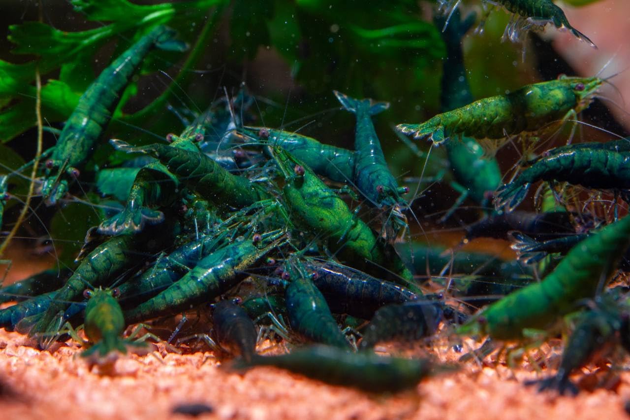 aquabreedingskill lot 10 crevettes
