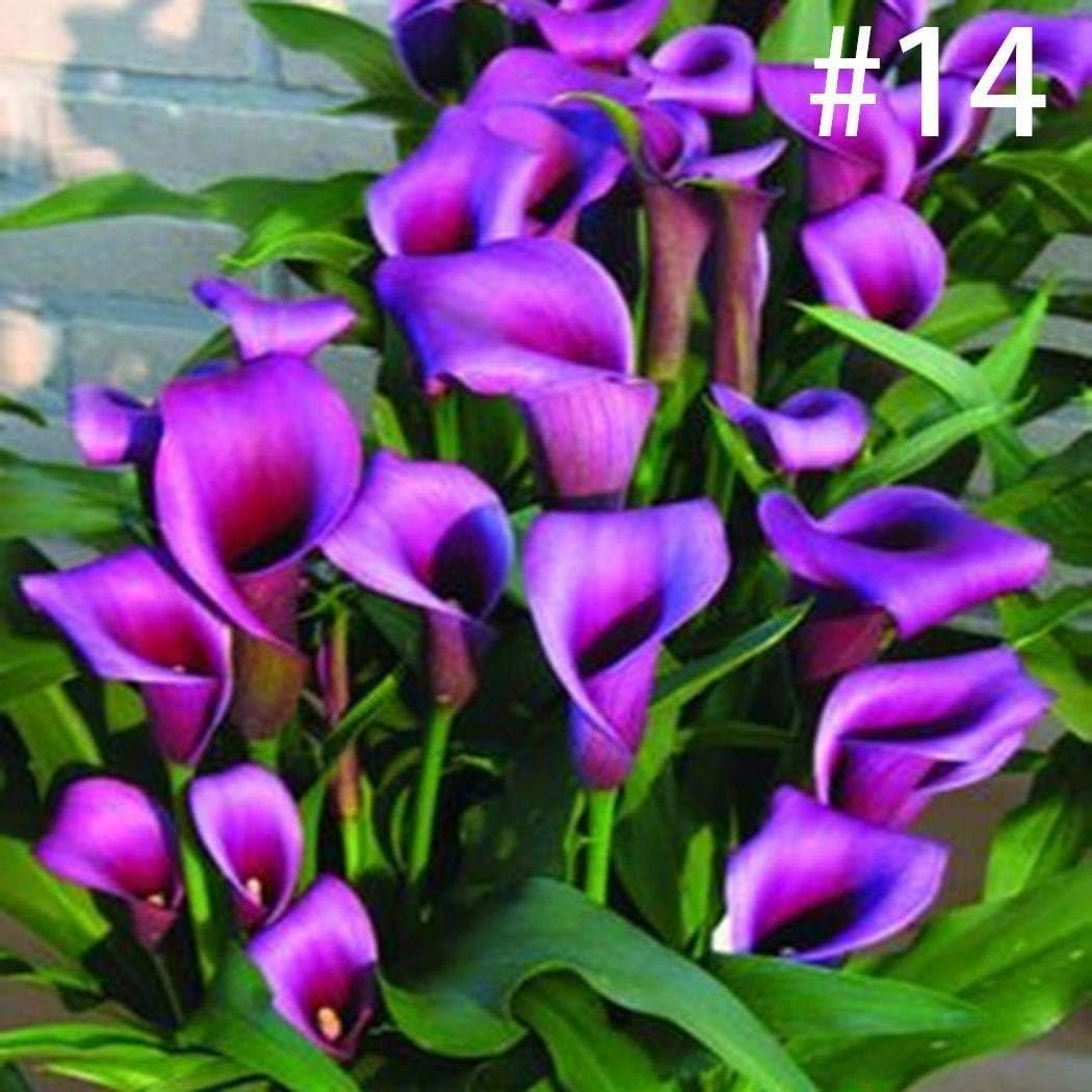 MelysUS 100pcs Calla Lily Seeds Rare Flower Seeds Bonsai Potted Plant Perennial Flowers