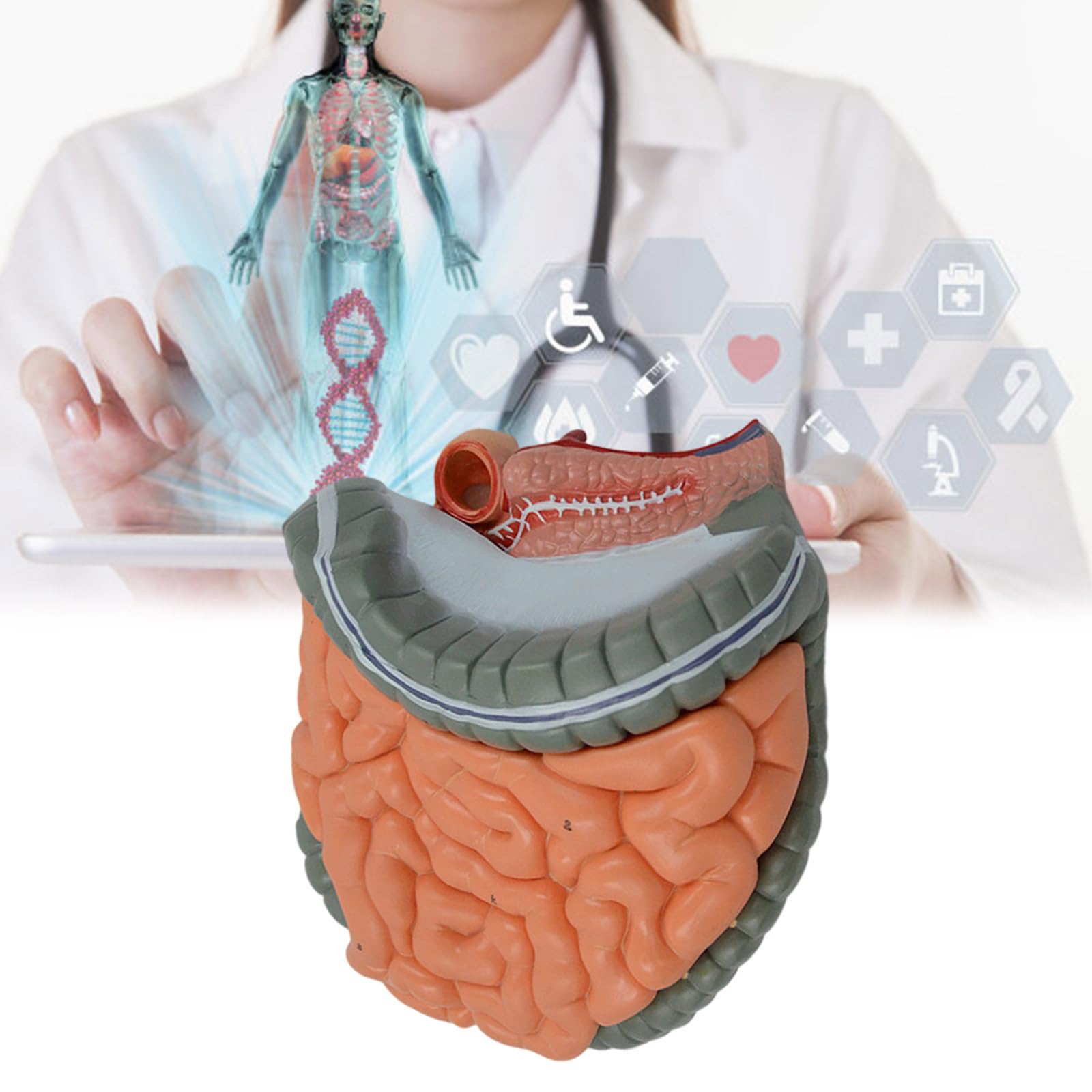 TERNCOEW Anatomical Intestines and Stomach Model with Remvable Parts Human Large Intestine and Cecum Anatomy Model for Hospital Human Stomach Model