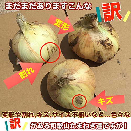 Amazon.co.jp: Large Onion New Onion Produced in Wakayama