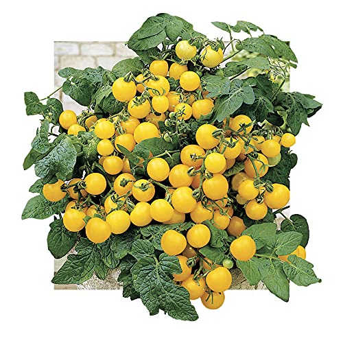 Park Seed Cherry Tomato Seeds