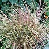 50 semillas frescas – Stipa sirocco graminada semillas