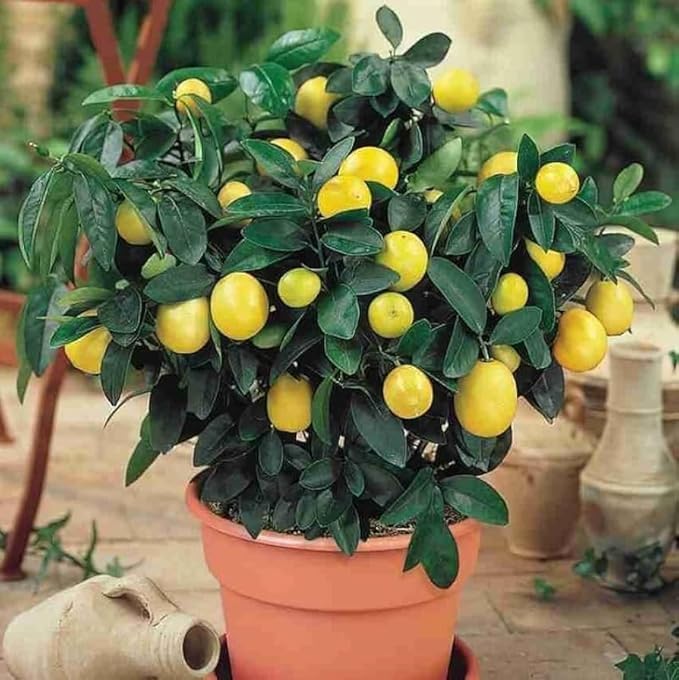 Image of Hybrid All-Season Kagzi Lemon Tree Live Plant | Year-Round Fruit-Bearing Lemon Plant | High-Yield Citrus Tree for Home Garden | Fresh Nimboo Plant for Outdoor Planting (pack of 1 healthy plant)