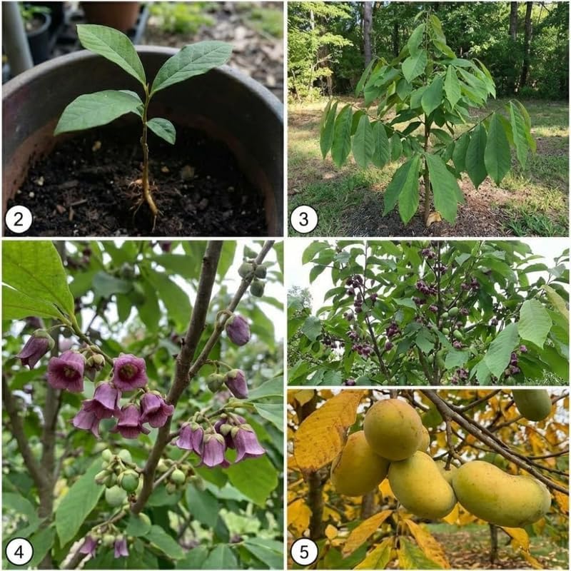 4 Live Pawpaw Tree, Well-Rooted 12-24" Tall, Cold-Hardy Edible Plant for Landscapes and Home Orchards, Dormant Plant