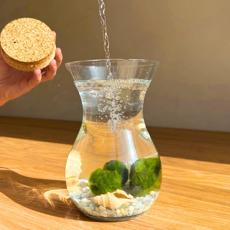Moss Ball - 4 Bolas de Musgo | Ideal para decoración Interior | Marimo | Marimo Ball | Alga acuática | Planta Acuática | Acuários y Decoración | Medidas: 18x12 cm