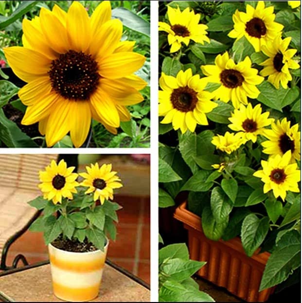 afflorance Organic Gardening Summer SunFlower Miniature Flower Seeds+ Ready to Plant Seeds Small Germination Planter Pot For Your Beautiful Blooming Garden (B09WDWPZSK) Amazon Price History, Amazon Price Tracker