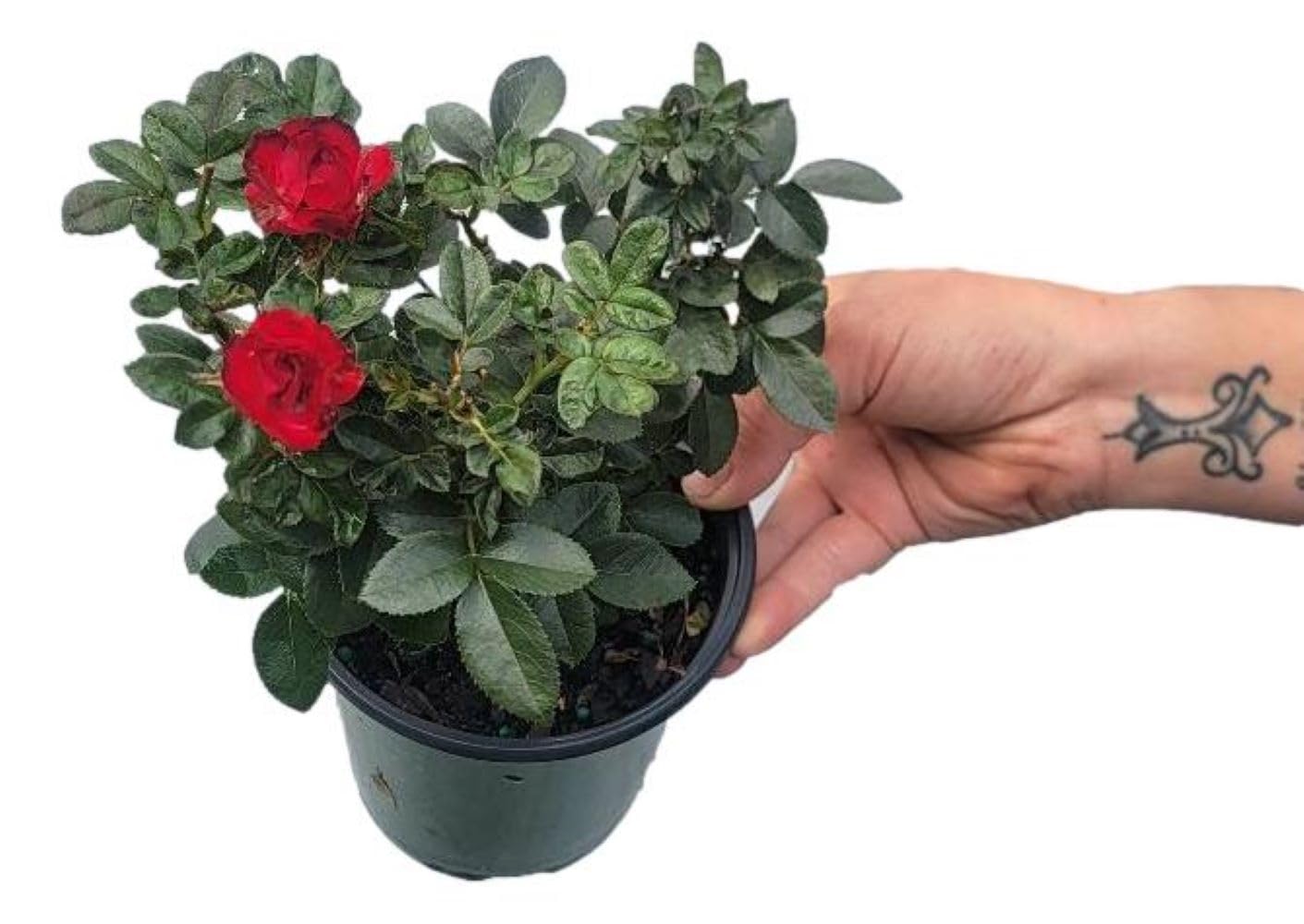 Petite Knock Out Rose