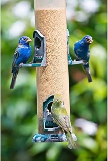 ArtDirect Florida-Immokalee-Midney Home-Indigo Bunting and female Painted Bunting on millet feeder Unframed Art Print Giclee Poster by Friel, Bernard - 7x10, 9x14, 13x20, 24x36, 32x48, 40x60 Inches